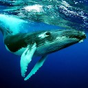  نهنگ عنبر